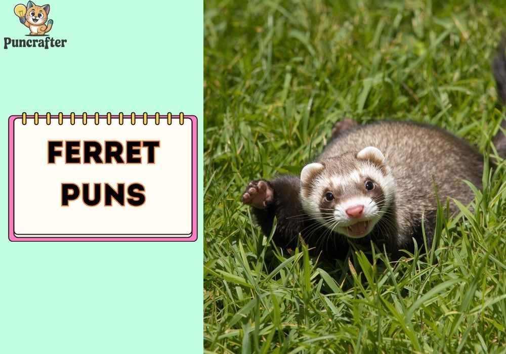 Funny Ferret Puns